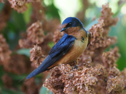 Image of Barn Swallow