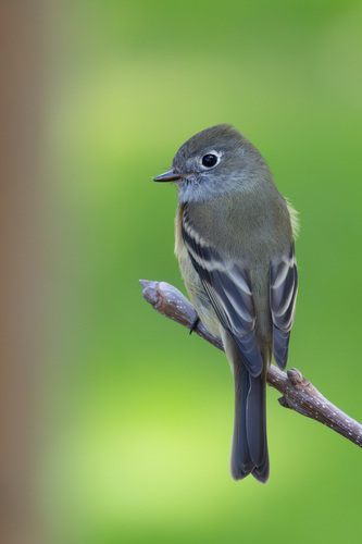 Image of Hammond's Flycatcher