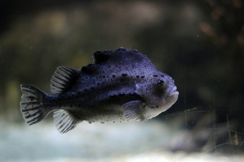 Image of Lumpfish