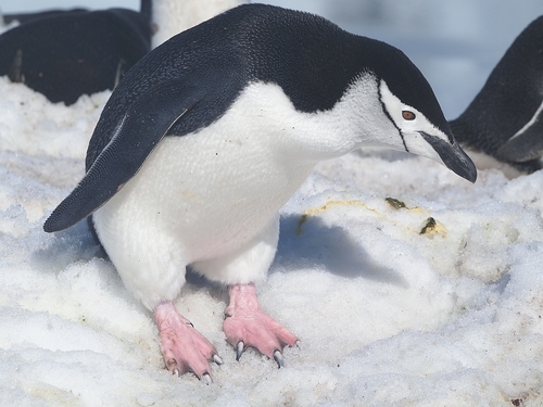 Image of Chinstrap Penguin