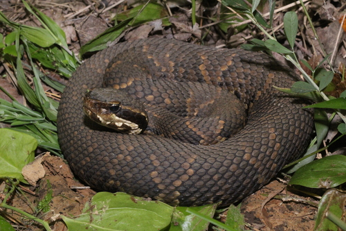 Image of Cottonmouth