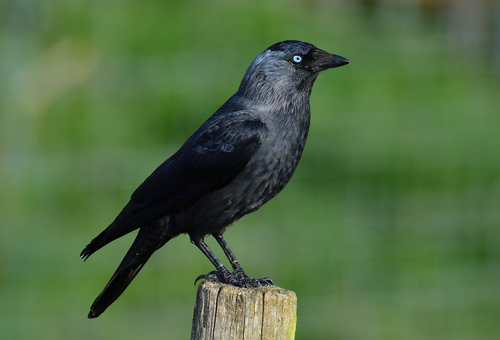 Image of Eurasian Jackdaw