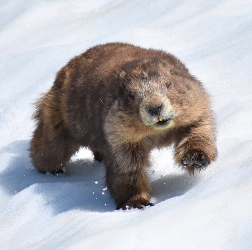 Image of Olympic Marmot