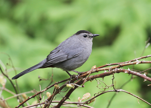 Image of Gray Catbird