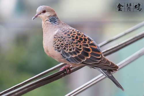 Image of Oriental Turtle-dove