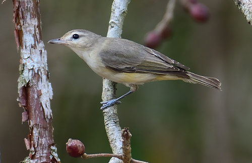 Image of Warbling Vireo