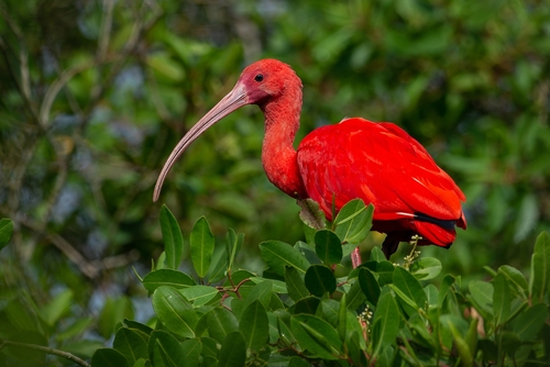 Image of Scarlet Ibis