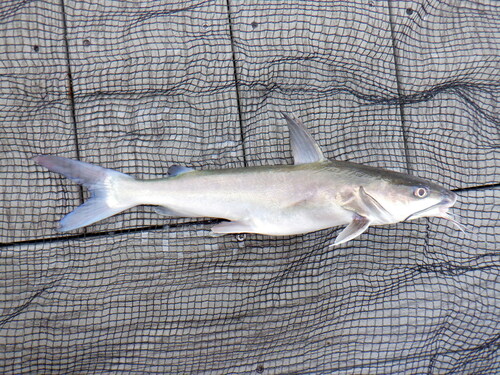 Image of Hardhead Catfish