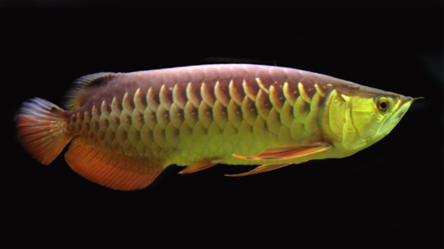 Image of Asian Arowana