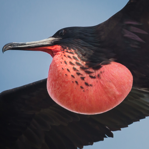 Image of Magnificent Frigatebird