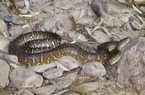 Image of Centralian Carpet Python