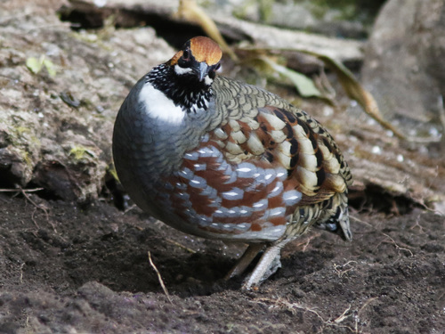Image of Hill Partridge