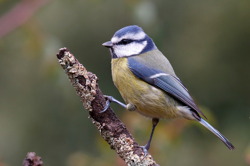 Image of Eurasian Blue Tit