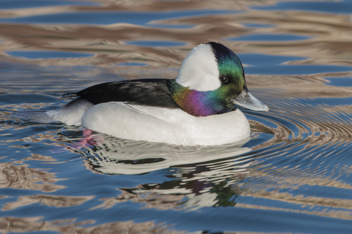 Image of Bufflehead