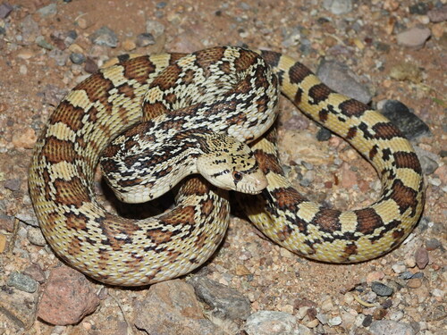 Image of Gopher Snake