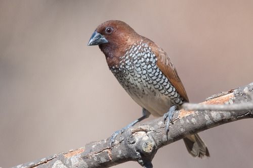 Image of Scaly-breasted Munia