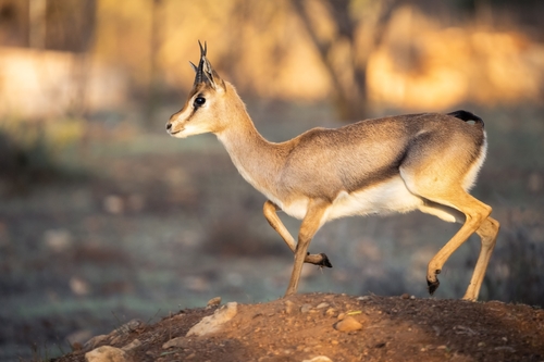 Image of Mountain Gazelle