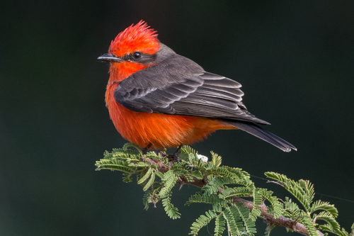 Image of Vermilion Flycatcher