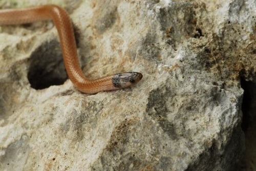 Image of Florida Key Ringneck Snake