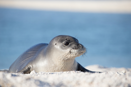 Image of Hawaiian monk seal