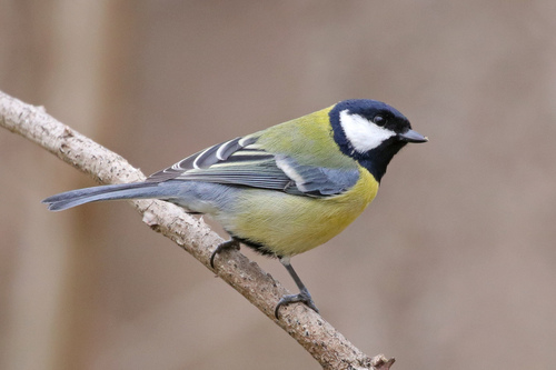 Image of Great Tit