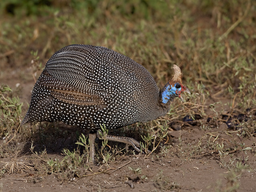 Image of Helmeted Guineafowl