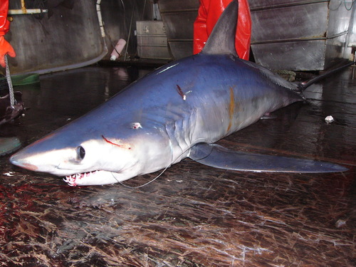 Image of Longfin Mako Shark