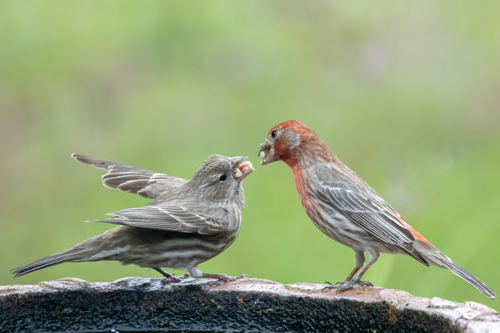 Image of House Finch