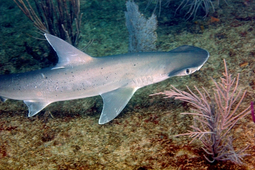 Image of Bonnethead Shark