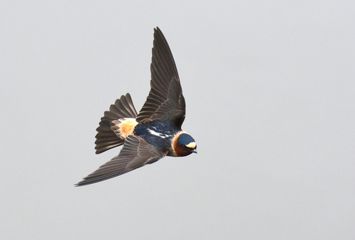 Image of American Cliff Swallow