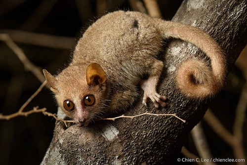 Image of Gray Mouse Lemur