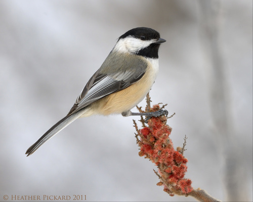 Image of Black-capped Chickadee