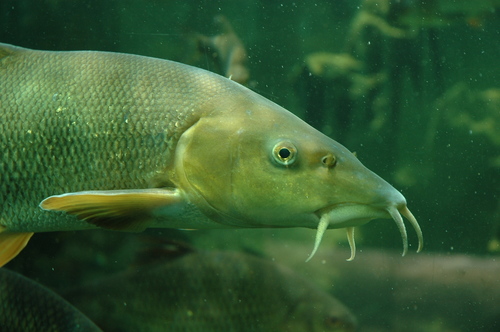 Image of Common Barbel