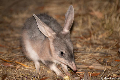 Image of Greater Bilby