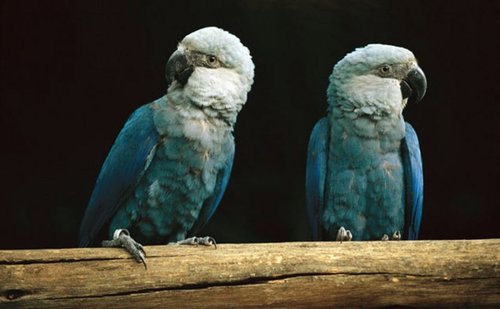 Image of Spix's Macaw