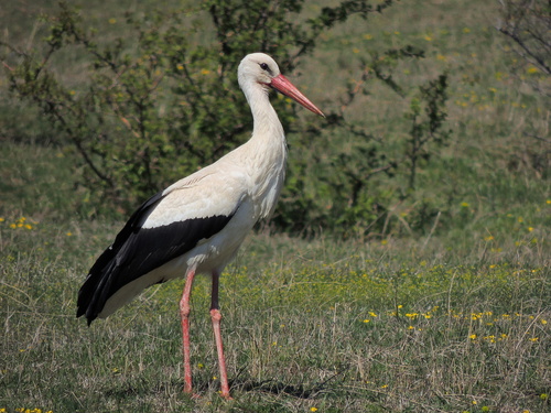 Image of White Stork