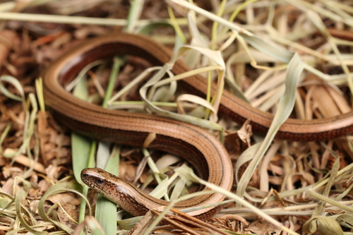 Image of Slow Worm