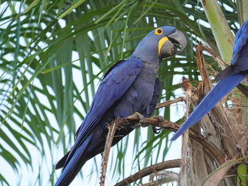 Image of Hyacinth Macaw