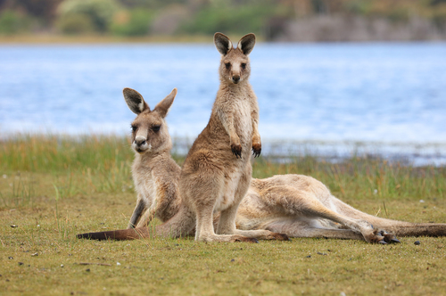 Image of Eastern Grey Kangaroo