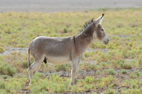 Image of Donkey