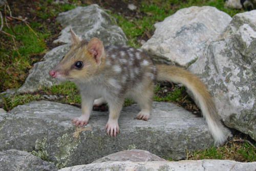 Image of Eastern Quoll