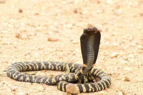 Image of Black-necked Spitting Cobra