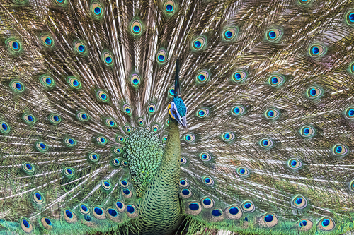 Image of Green Peafowl