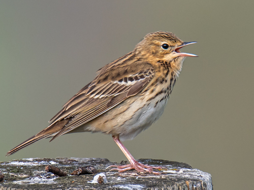 Image of Tree Pipit