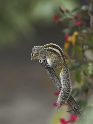 Image of Indian Palm Squirrel