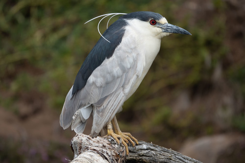 Image of Black-crowned Night Heron