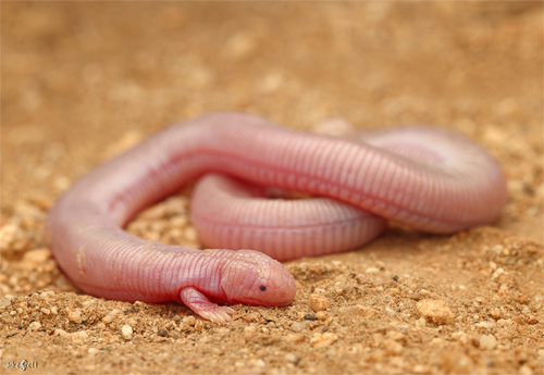 Image of Mexican Mole Lizard