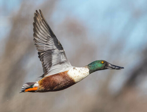 Image of Northern Shoveler