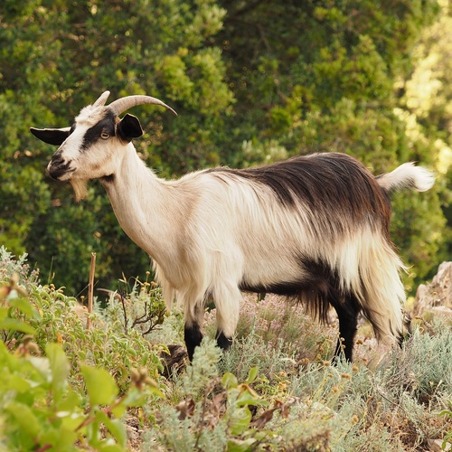 Image of Domestic Goat