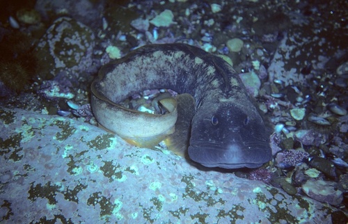 Image of Ocean Pout